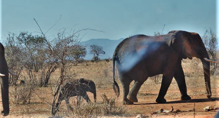 African elephant in its natural habitat